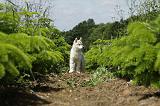 SIBERIAN HUSKY 336
